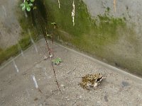 Un animal plus petit (grenouille rousse, Rana temporaria) s'est piégé dans le réservoir d'eau près de la maison.